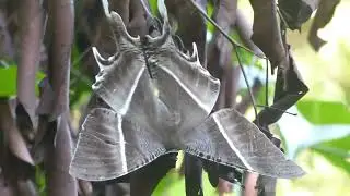 Giant Uranid Moth, Lyssa zampa, Klias, Sabah, Borneo, Malaysia, 22 May 2025