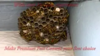 Premium Pest Control - (1300)237-440