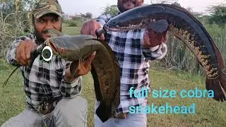How to catch big size snakehead fish top water lure 18 gm morizo frog and aj mis hogaiya fish video 