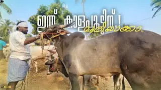 ✨This is for the bull market.!Muriyaka..Chattipparamba Chanda |Bull market Kerala |Kalapoot kala ...