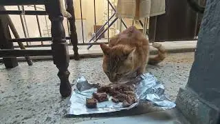 Hungry kitten feeding ' neighbour cat 