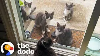 Мужчина спас одну бездомную кошку и в итоге получил еще 20 | The Dodo