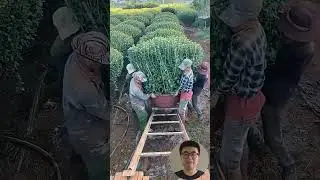 Flower Bed Transport Operation #Tools #Efficiency #Gardening