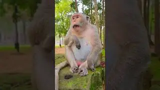 Adorable Feeding Monkey Douch Eating Rambutan