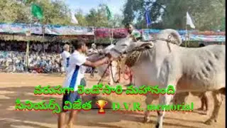 మహా నంది సీనియర్ 2022 ప్రథమ విజేత 🏆 DvR .bulls