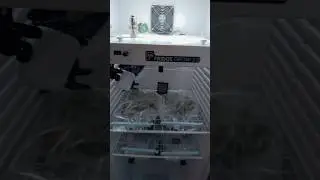 Drying DAY 1 - Permanent Marker 🥦 Fridge grow 2.0 #cannabisgrower #fridgegrow #dryferm