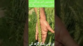 Gandum Variety in Pakistan with high yeild😮