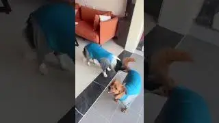Little Paws, Big Fun: Puppy Adventures #pets #cute #cutedog #puppy #funny