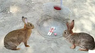 Easy DIY Rabbit Trap Make from Electric Fan Cover By Smart Boy