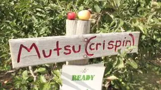 Apple Picking | Downeys farm Toronto Ontario | Thanksgiving