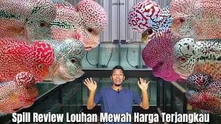 Spill Review Louhan Cencu Spek Mewah Harga Terjangkau..20 ekor Sekaligus