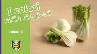 I COLORI DELLE STAGIONI: Finocchio | Lidl Italia