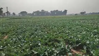 Farming in Matla Village