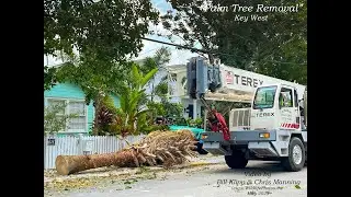 Palm Tree Removal Key West