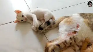 cute kitten bites its mother's tail , injured cat's reaction to her kitten