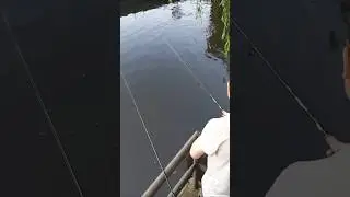 Zander fail (Walleye fail) #fishing  #fail #outdoors #nature