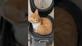 #cat #funny #happycats #catmemes #music #memes #trending #trendingshorts #tiktok #new #reels #SJ