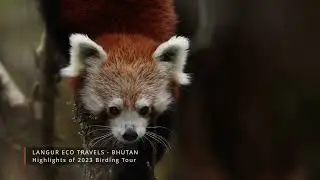 Red Panda in Bhutan with Langur Eco Travels, your holiday partner for Bhutan.