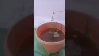 cute tree🌱 Growing from little branch🌿🌿🌝🙂