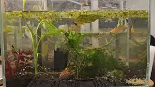 🦐 Shrimp Just Chillin&rsquo; | K14, Black King Kong & Green Jade Mix | Peaceful Shrimp Life