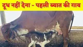 First time cow delivery milking problem