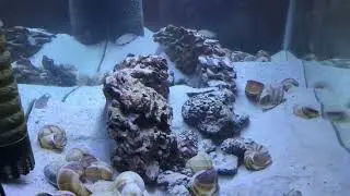 Обитатели раковин просто сходят с ума от песка!
