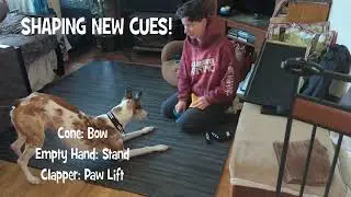 SHAPING NEW CUES