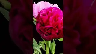 Watch those insane Flowers open , watch till the end !!! 🌺