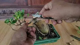 Merubah gaya Bonsai mini kimeng menjadi meliuk 
