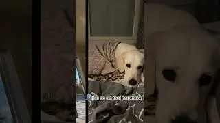 Luna on aika pelottava😨🙏🏻Mik&auml; ois semmonen lemmikki mink&auml; halusit mut sulla ei viel&auml; oo?😝👌🏻