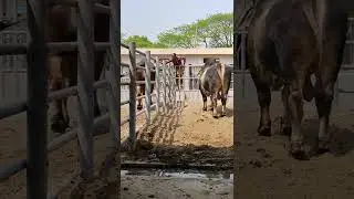 Man with big Brahma Bulls. #american_brahma