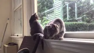 Jackson and Miro: Sharing the window sill