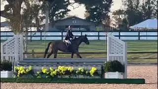 Deville - Winning 3&rsquo; Green Hunter round - 1/19/23 HITS Ocala