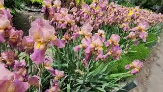 Pink and lilac irises in full bloom.- Relaxation and good mood with flowers.