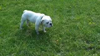 Английские бульдоги с родословной КСУ (FCI) /English Bulldogs with FCI pedigree &mdash; Lapki.pet