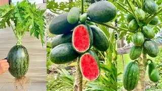 How to propagating papaya trees with watermelons Get fruit from a variety on a single tree
