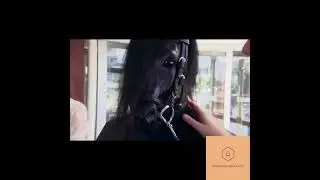 Pony Play Sverige Sweden Svarta hingsten