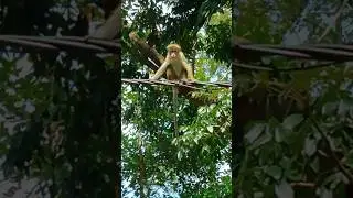 Monkey#animals#short#ytshort#viral#viralshort#😁😁😄