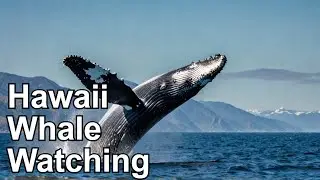 Kona, Hawaii Experience Breathtaking Whale Watching In The Pacific Ocean