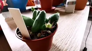 Duvalia parviflora blooming timelapse