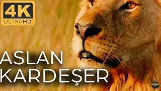 Aslanlar: Savananın Kralları | Vahşi Yaşamın K&uuml;kremesi Belgeseli - 1. B&ouml;l&uuml;m | 4K UHD