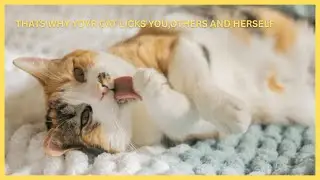 Cat Licking 101: A 1-Minute Breakdown