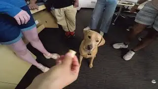 Texas scientists research if dogs have a secret language