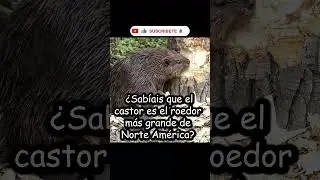 &iquest;EL CASTOR ES EL ROEDOR M&Aacute;S GRANDE? #shorts