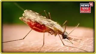 The Number Of Deaths By Japanese Encephalitis Is Increasing In Assam