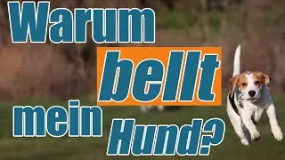 Bellen abgewöhnen - geht das ??? Warum bellt dein Hund überhaupt?
