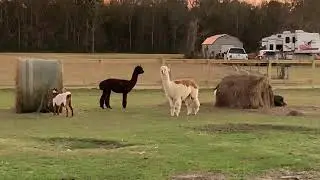alpaca ANTICS