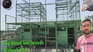 Best Quality of Kamagar And Sialkoti Kabutar || Atul Mehra pigeon loft || J&K