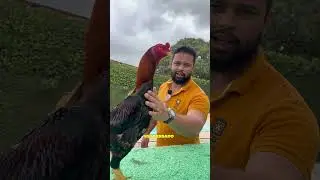A stressed rooster? What does that mean?