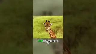 The Mind Blowing Anatomy of Giraffes Natures Engineering Masterpiece #animals  #nature #wildlife